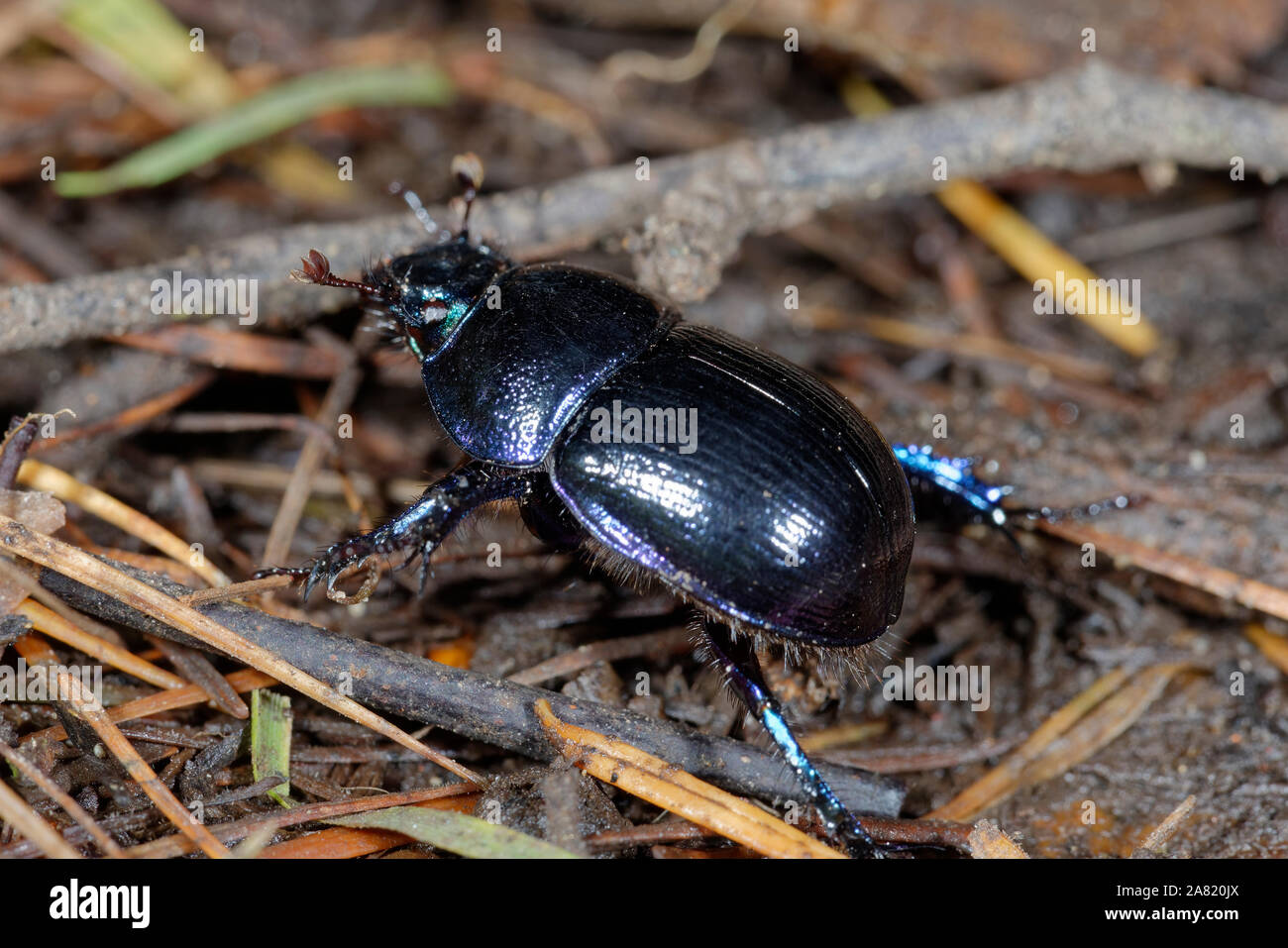 Dor Beetle - Geotrupes stercorarius Large Dung Beetle Stock Photo