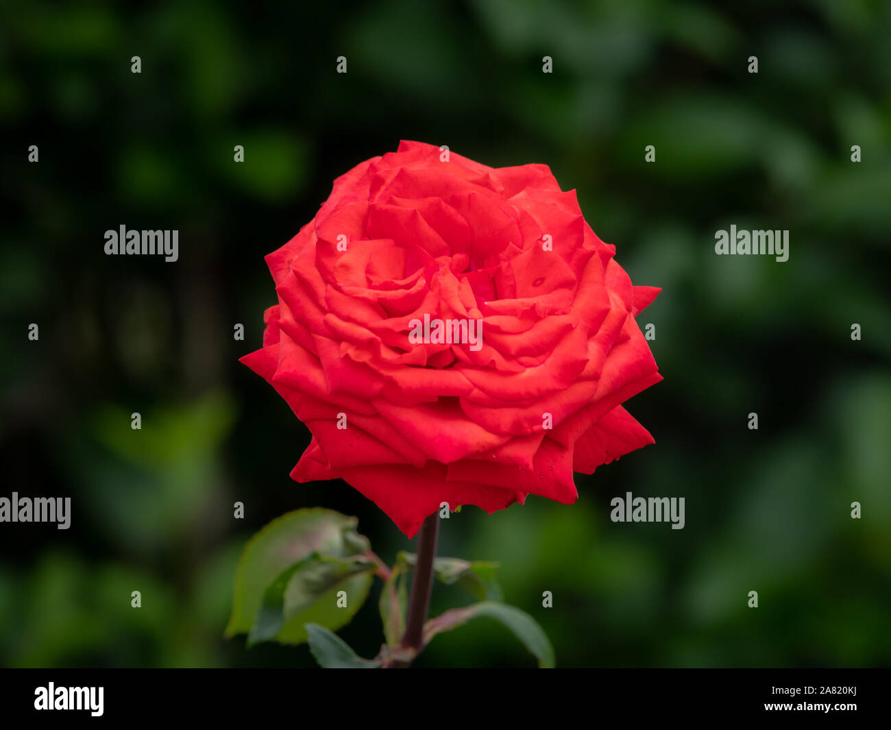 A beautiful red rose growing in a park in summer Stock Photo - Alamy
