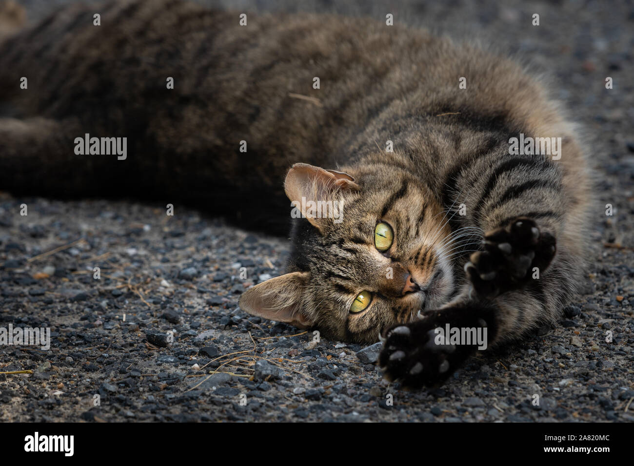 A tired tabby cat lying on the ground and stretching Stock Photo - Alamy