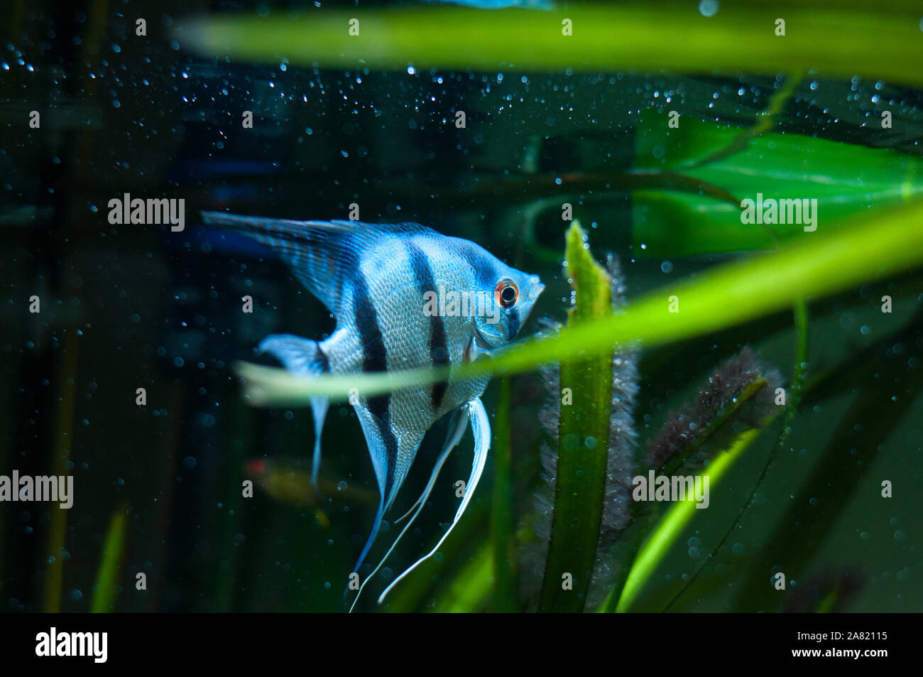 Blue Zebra Angelfish in tank fish (Pterophyllum scalare Stock Photo Alamy