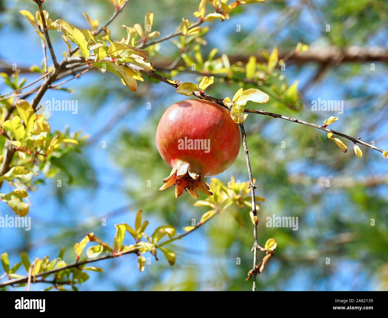 Macro of a ripe pomegranate hanging on a tree Stock Photo