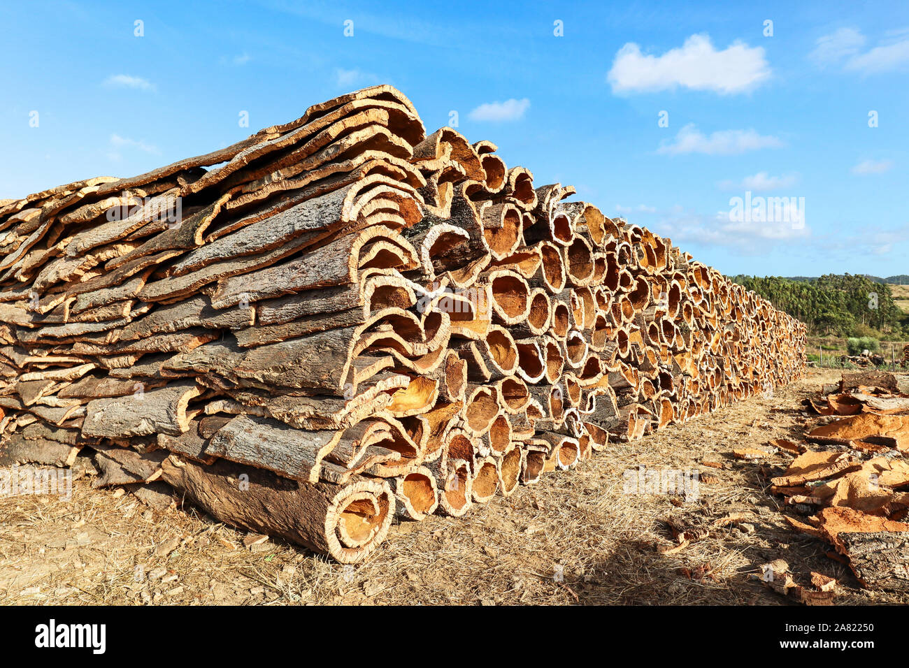 Harvested cork oak bark from the trunk of cork oak tree (Quercus suber) for industrial