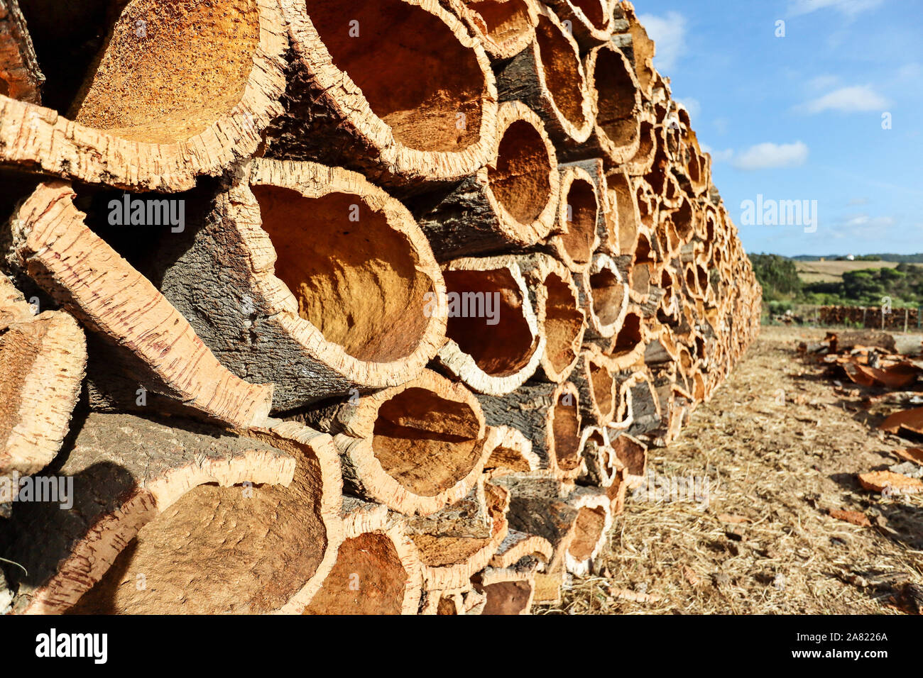 Harvested cork oak bark from the trunk of cork oak tree (Quercus suber) for industrial