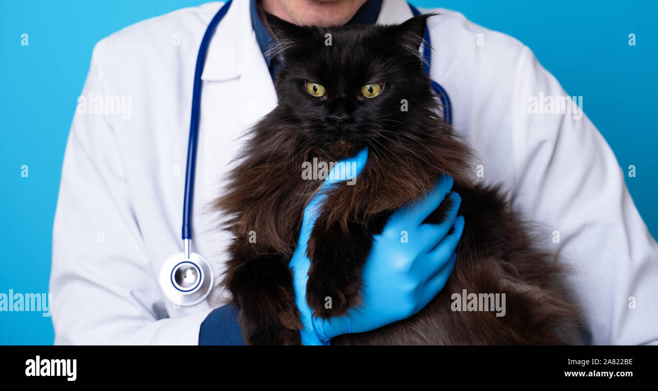 Man Holding Cat Dog Stock Photos Man Holding Cat Dog Stock