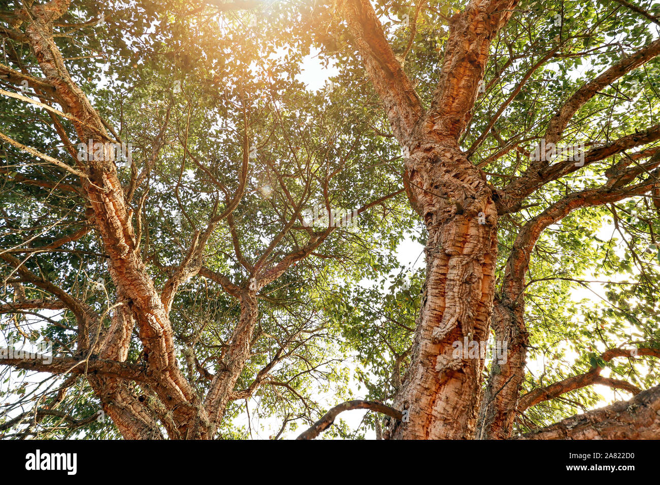 Natural trunk with bark of an old cork oak tree (Quercus suber) in portuguese landscape with evening sun, Alentejo Portugal Europe Stock Photo