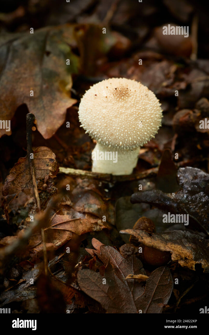 Close up nature portrait of puffball fungi, Selsdon Wood, England, United Kingdom, Europe Stock Photo
