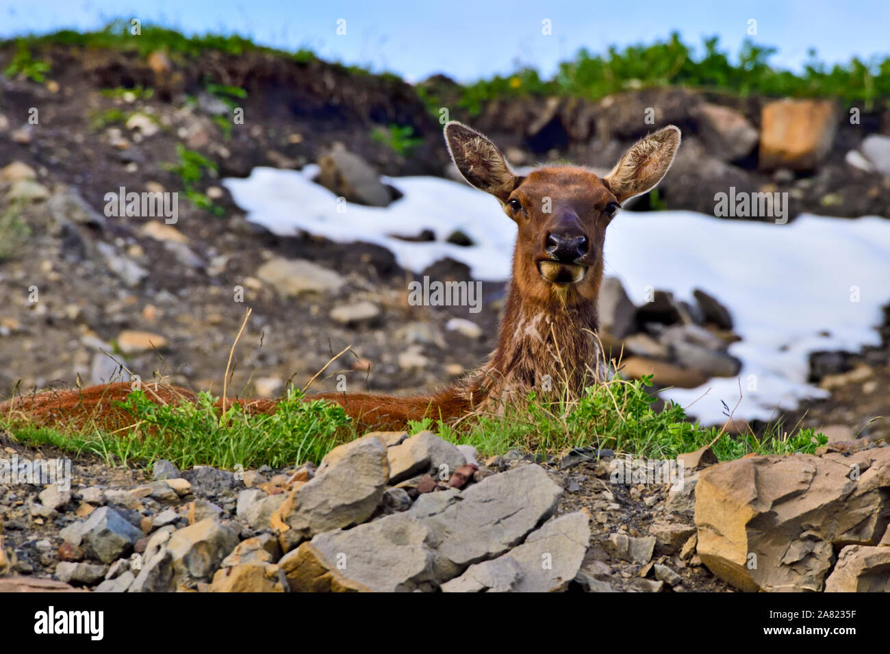 A female elk laying down on a ridge in the foothills of the rocky mountains in Alberta Canada Stock Photo