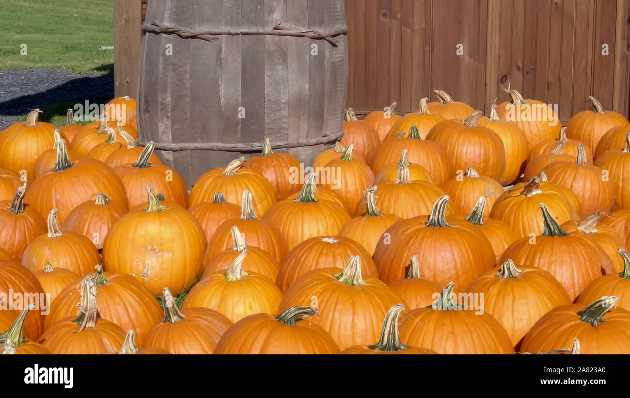 fall pumpkins on the ground at a farm in vermont Stock Photo Alamy