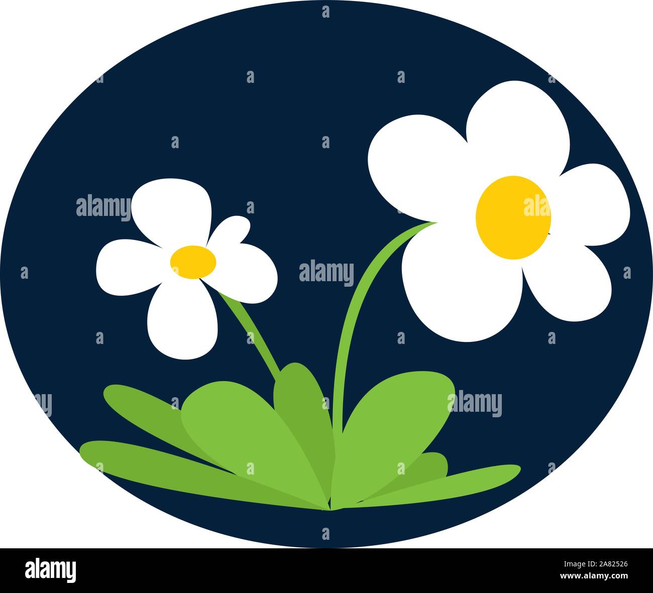 Daisies flower, illustration, vector on white background Stock Vector