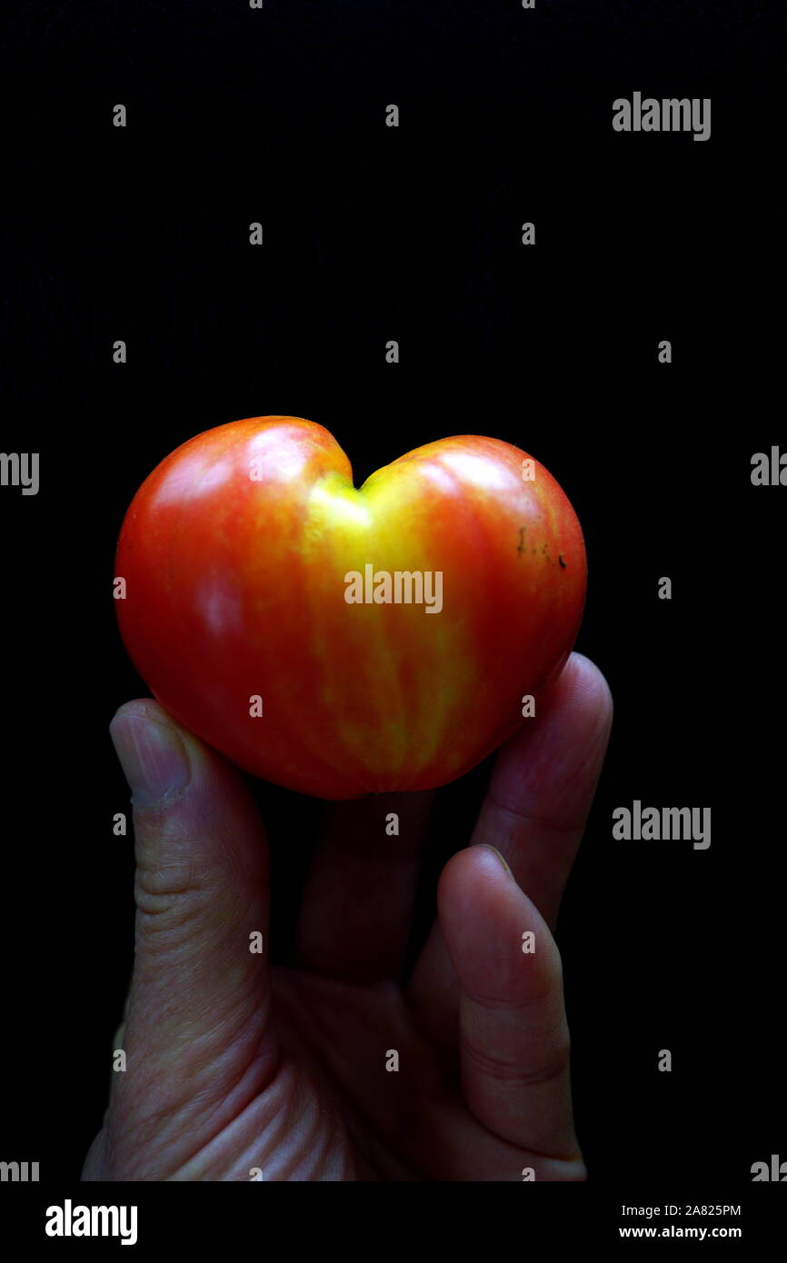 Healthy heart concept - hand holding heart-shape tomato (Ox Heart tomato) with dark background 'your health is in your own hands' Stock Photo