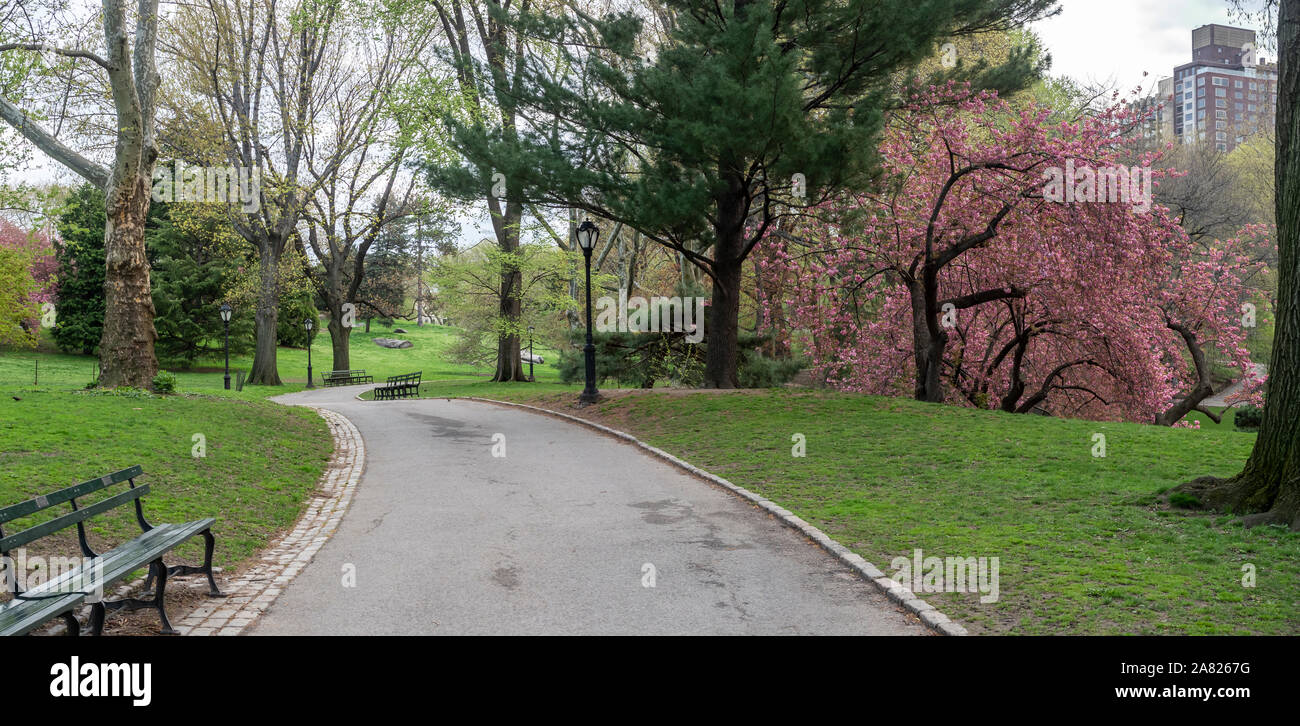Spring in Central Park, New York City with Japanese Cherry Trees Stock ...