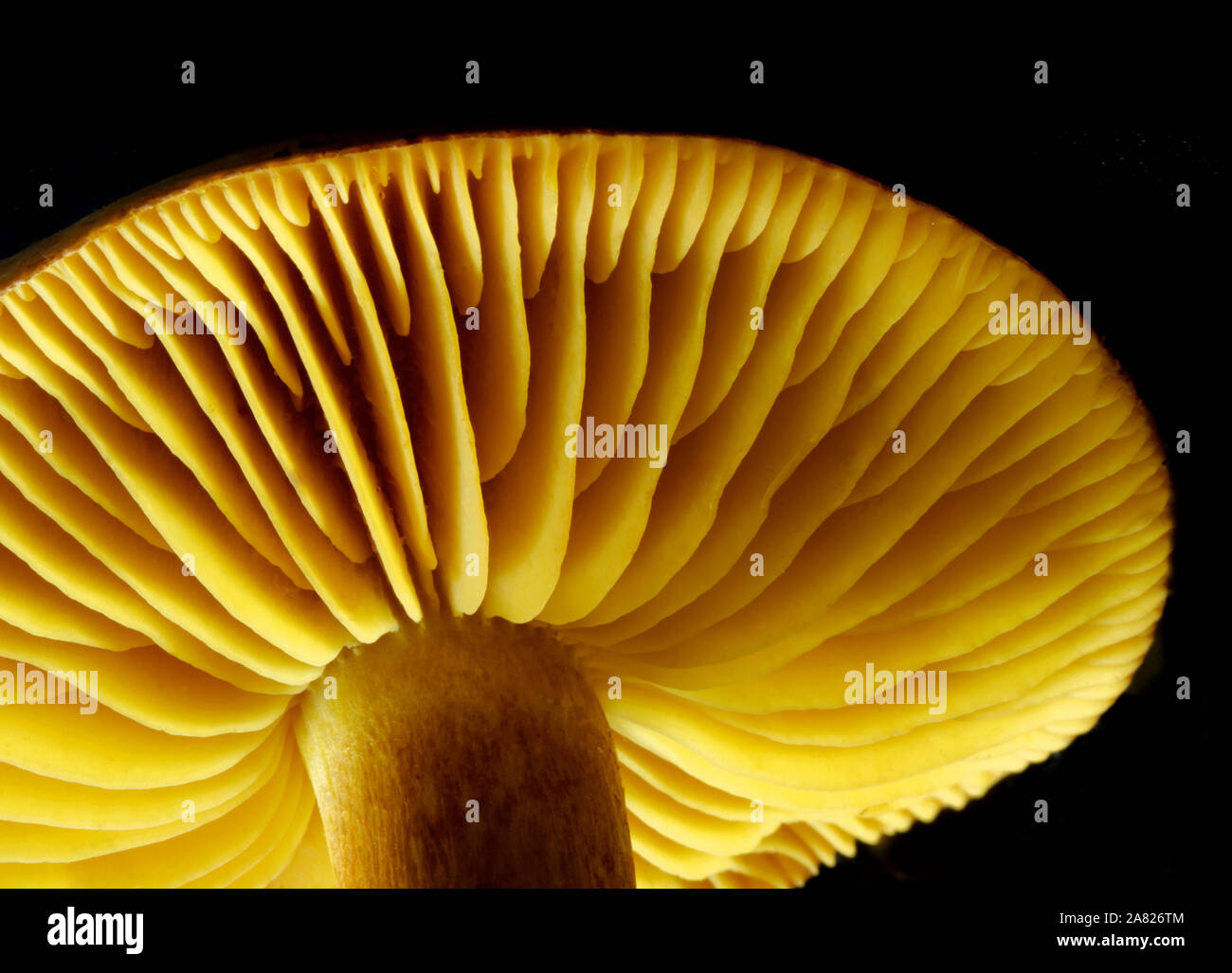Macro image of the brightly coloured Tricholoma sulphureum - the Sulphur Knight, showing the widely spaced gills. This fungus has a distinctive smell. Stock Photo