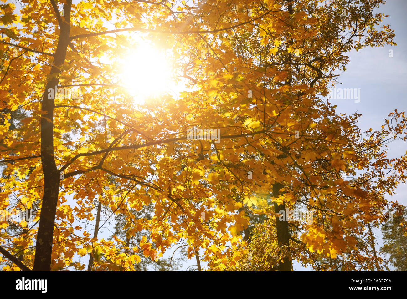 sun and trees with yellow in autumnal park at day Stock Photo - Alamy