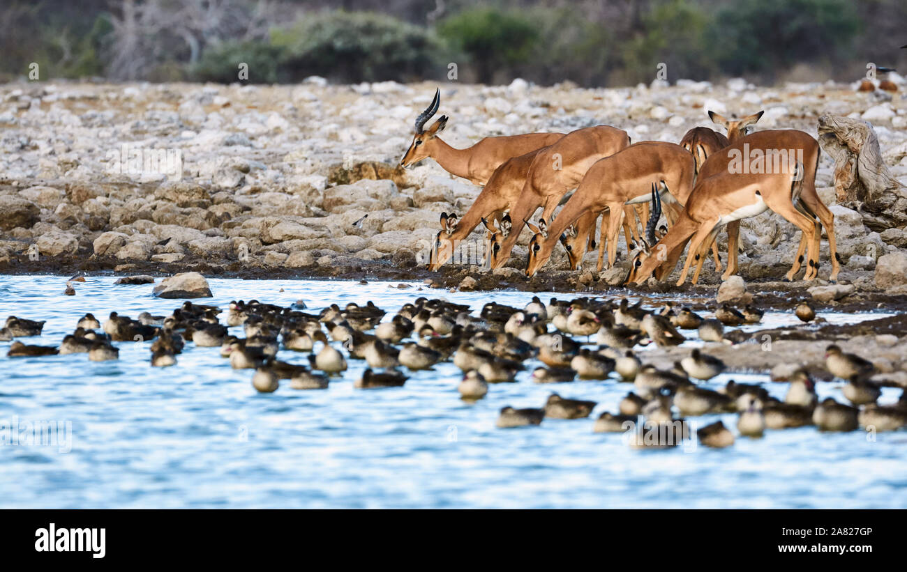 Group of black faced impalas (Aepycerus melampus petersii) drink at a waterhole in Namibia, along with a flock of ducks. Stock Photo