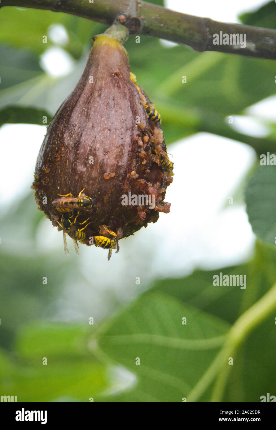 Fig wasp hires stock photography and images Alamy