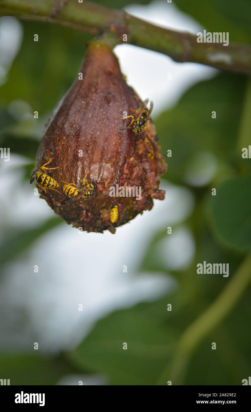 Fig wasp hires stock photography and images Alamy
