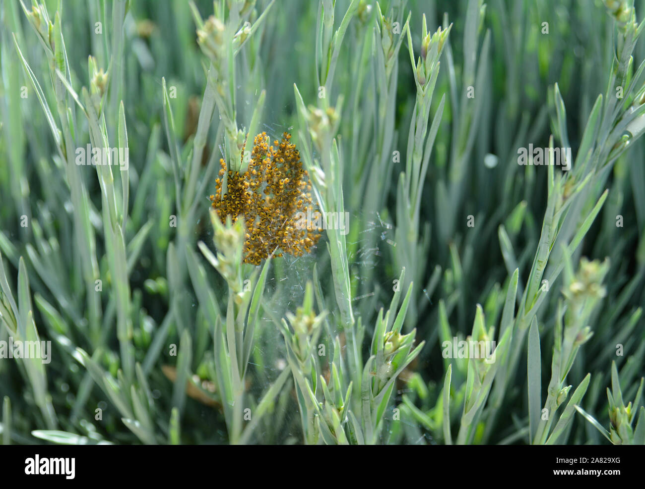 Spider web clump hi-res stock photography and images - Alamy