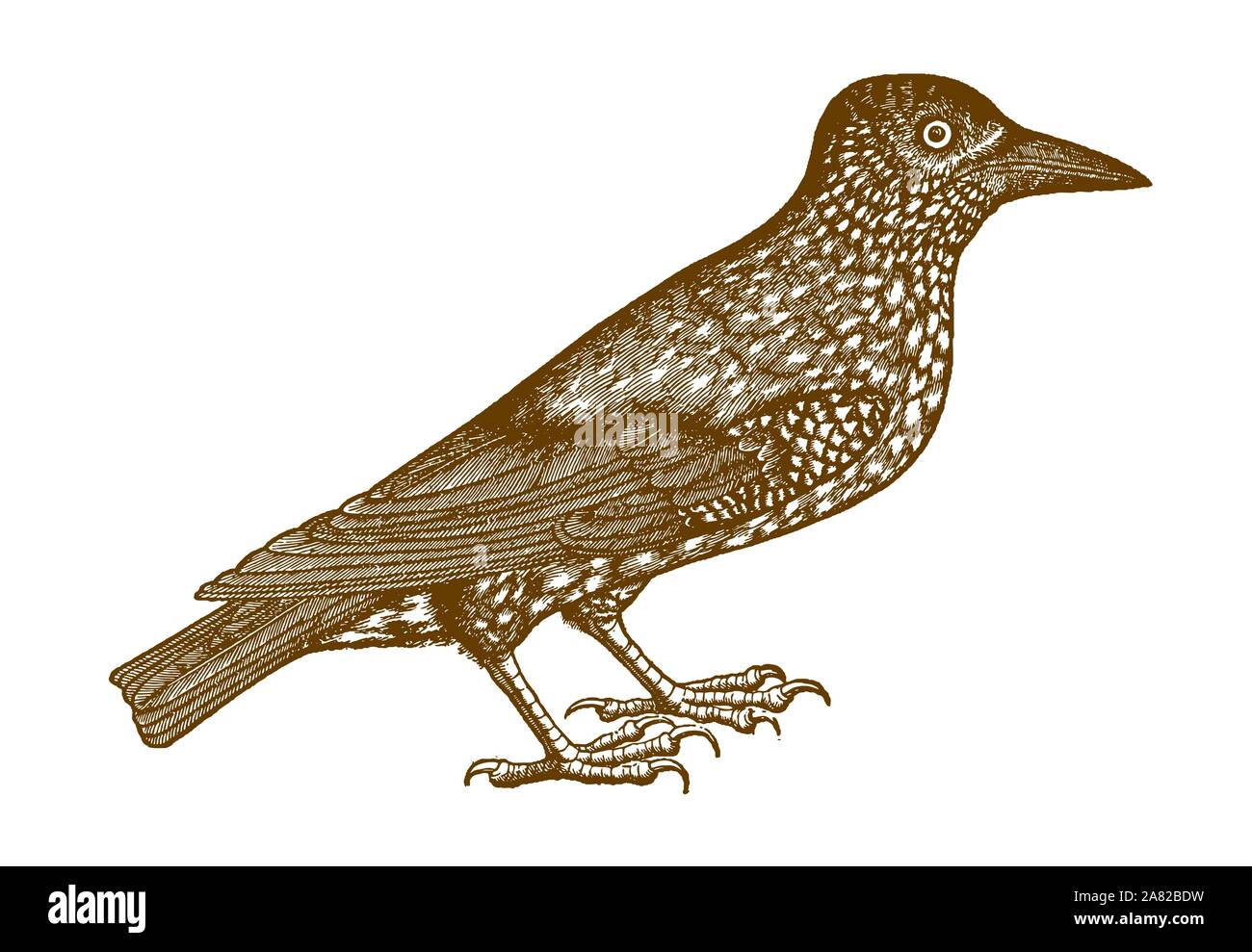 Spotted nutcracker (nucifraga caryocatactes) in side view. Illustration after a historic woodcut from the 16th century Stock Vector