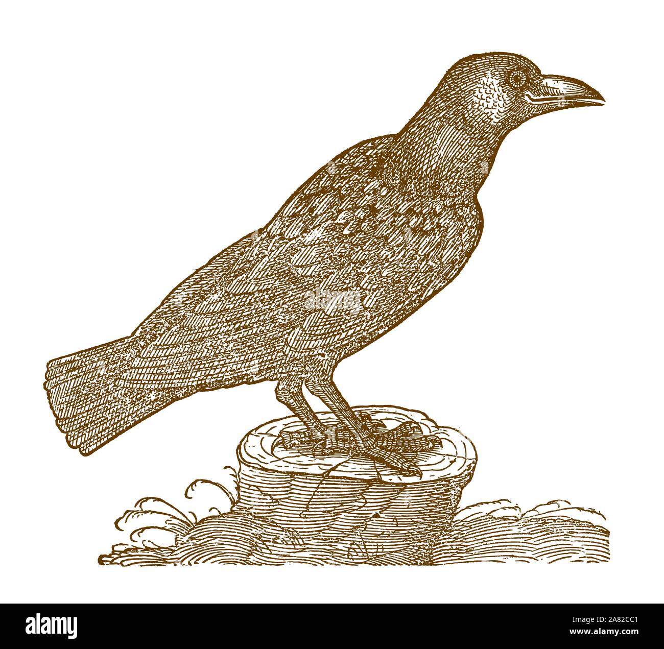 Common raven (corvus corax) sitting on a tree stump. Illustration after a historic woodcut from the 16th century Stock Vector