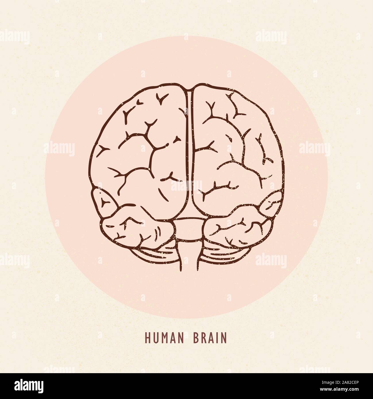 Vector hand-drawn illustration of the human brain Stock Vector Image ...
