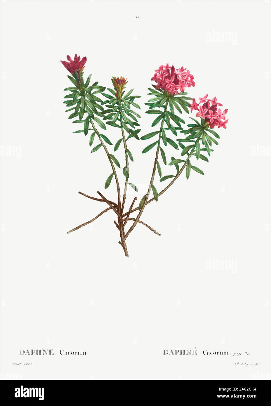 Garland Flower Daphne Cneorum Stock Photos Garland Flower