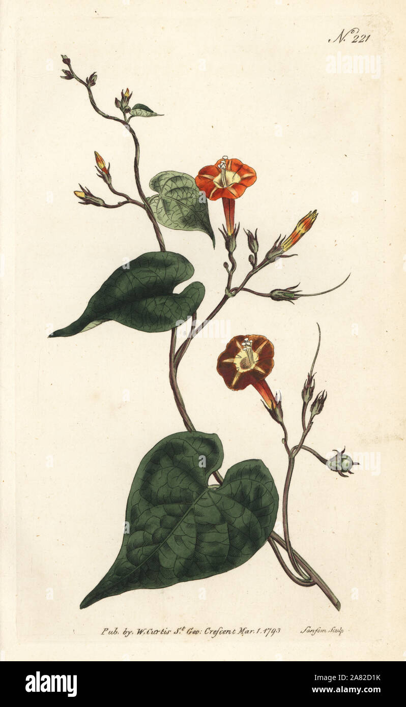 Scarlet morning glory, Ipomoea rubriflora (Scarlet ipomoea, Ipomoea coccinea). Handcoloured copperplate engraving by Sansom from William Curtis' Botanical Magazine, London, 1793. Stock Photo