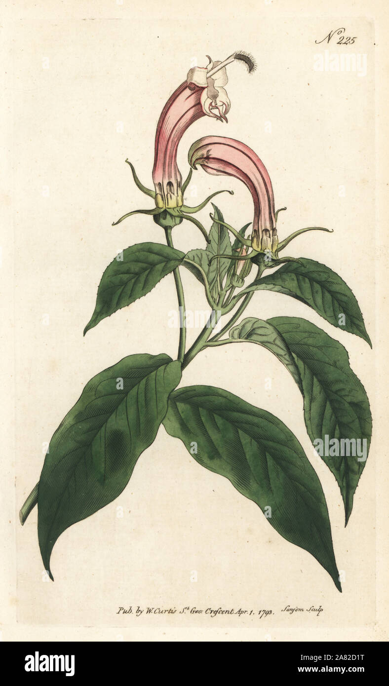 Centropogon cornutus (Shrubby lobelia, Lobelia surinamensis). Handcoloured copperplate engraving by Sansom from William Curtis' Botanical Magazine, London, 1793. Stock Photo