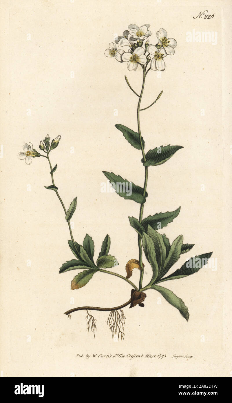 Alpine wall-cress, Arabis alpina. Handcoloured copperplate engraving by Sansom from William Curtis' Botanical Magazine, London, 1793. Stock Photo
