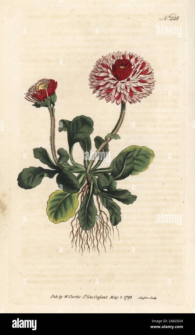 Great double daisy, Bellis perennis var. major flore pleno. Handcoloured copperplate engraving by Sansom from William Curtis' Botanical Magazine, London, 1793. Stock Photo