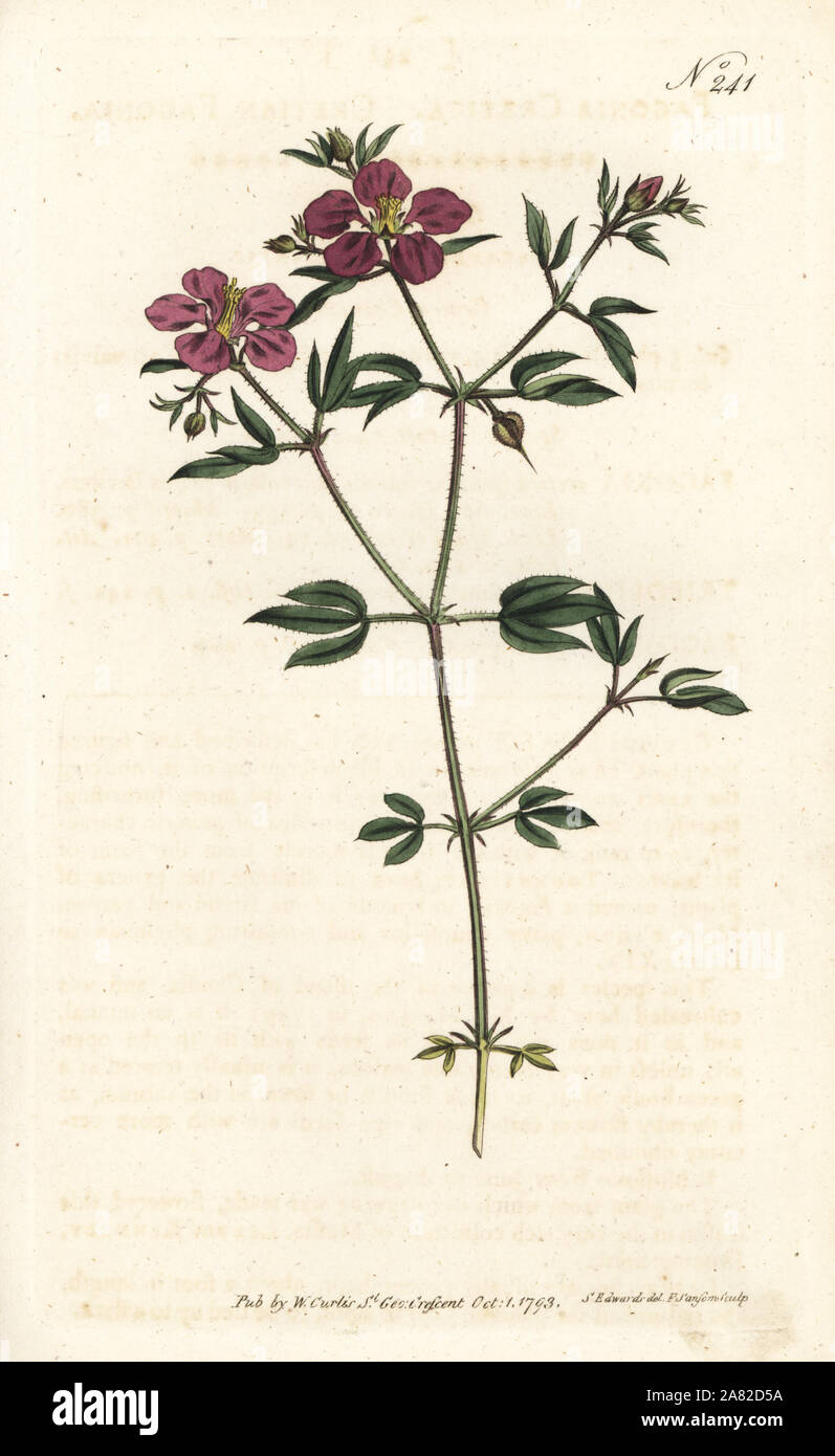 Cretian fagonia, Fagonia cretica. Handcoloured copperplate engraving by Sansom after an illustration by Sydenham Edwards rom William Curtis' Botanical Magazine, London, 1793. Stock Photo