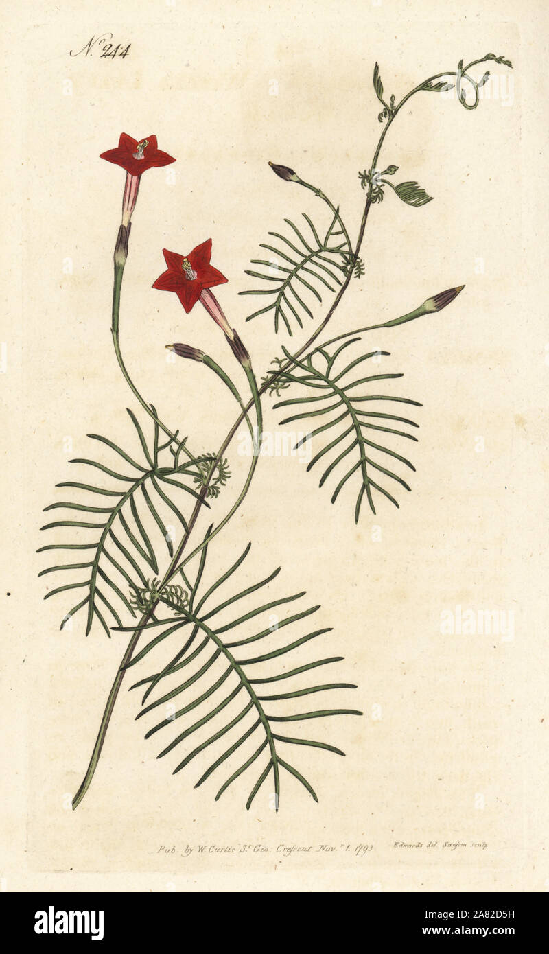 Cypress vine or winged leav'd ipomoea, Ipomoea quamoclit. Handcoloured copperplate engraving by Sansom after an illustration by Sydenham Edwards rom William Curtis' Botanical Magazine, London, 1793. Stock Photo