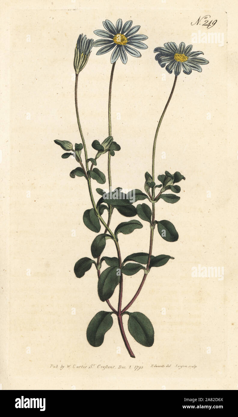 Blue daisy, Felicia amelloides (Blue-flowered cineraria or Cape aster,  Cineraria amelloides). Handcoloured copperplate engraving by Sansom after  an illustration by Sydenham Edwards rom William Curtis' Botanical Magazine,  London, 1793 Stock Photo -, image size:792x1390