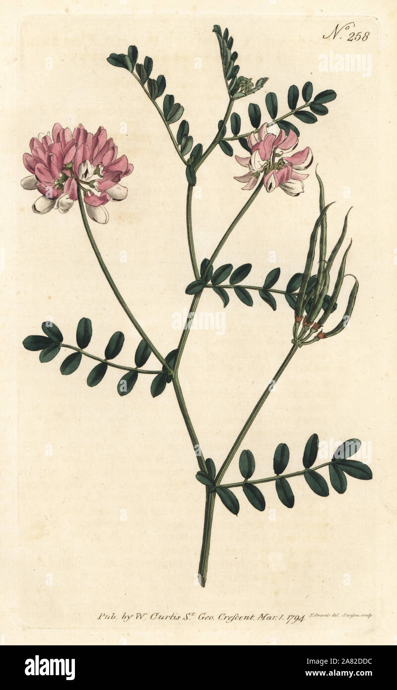 Purple crown vetch, Securigera varia (Purple coronilla, Coronilla varia). Handcoloured copperplate engraving by Sansom after an illustration by Sydenham Edwards from William Curtis' Botanical Magazine, London, 1794. Stock Photo