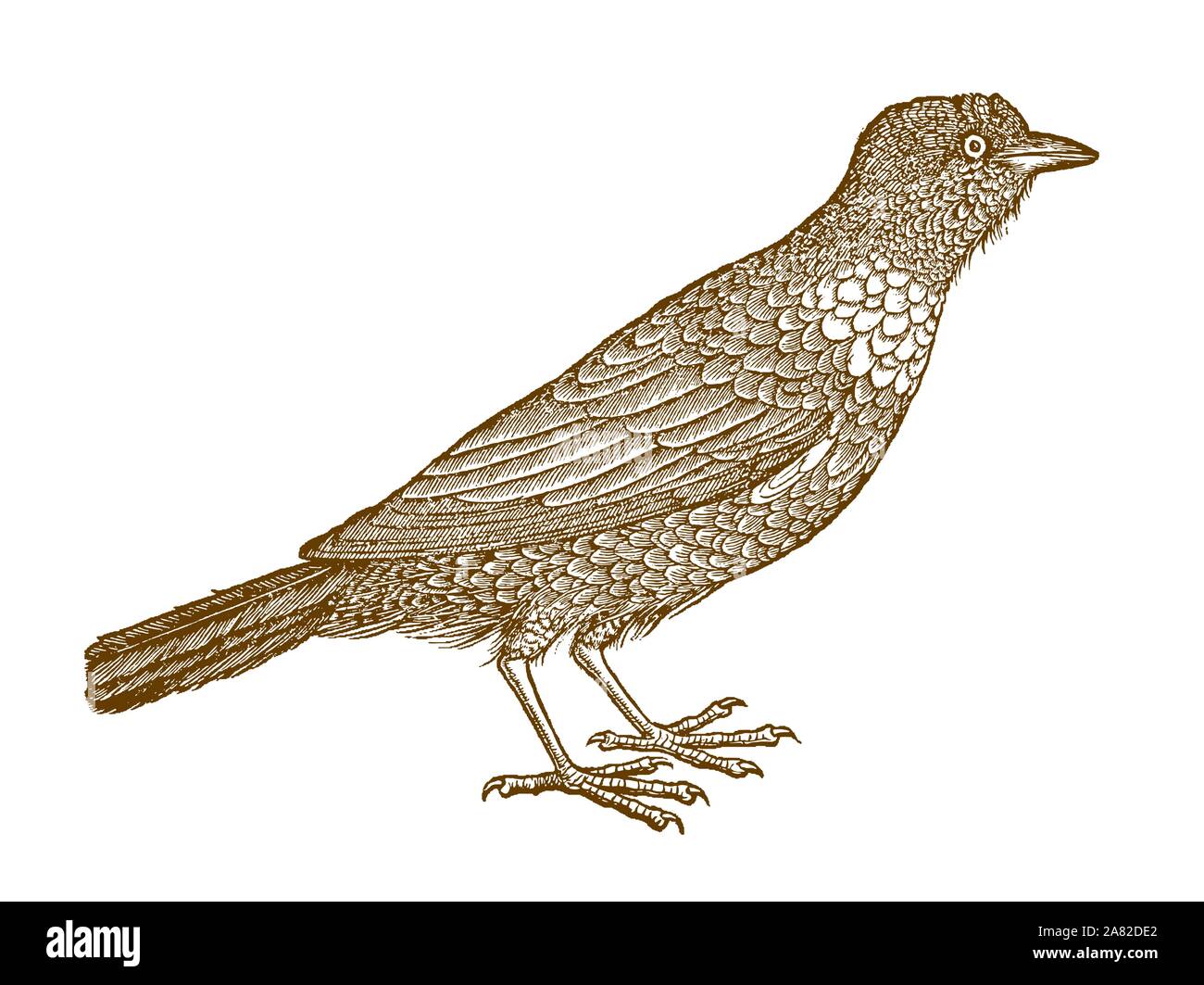 Ring ouzel (turdus torquatus) in side view. Illustration after a historic woodcut from the 16th century Stock Vector