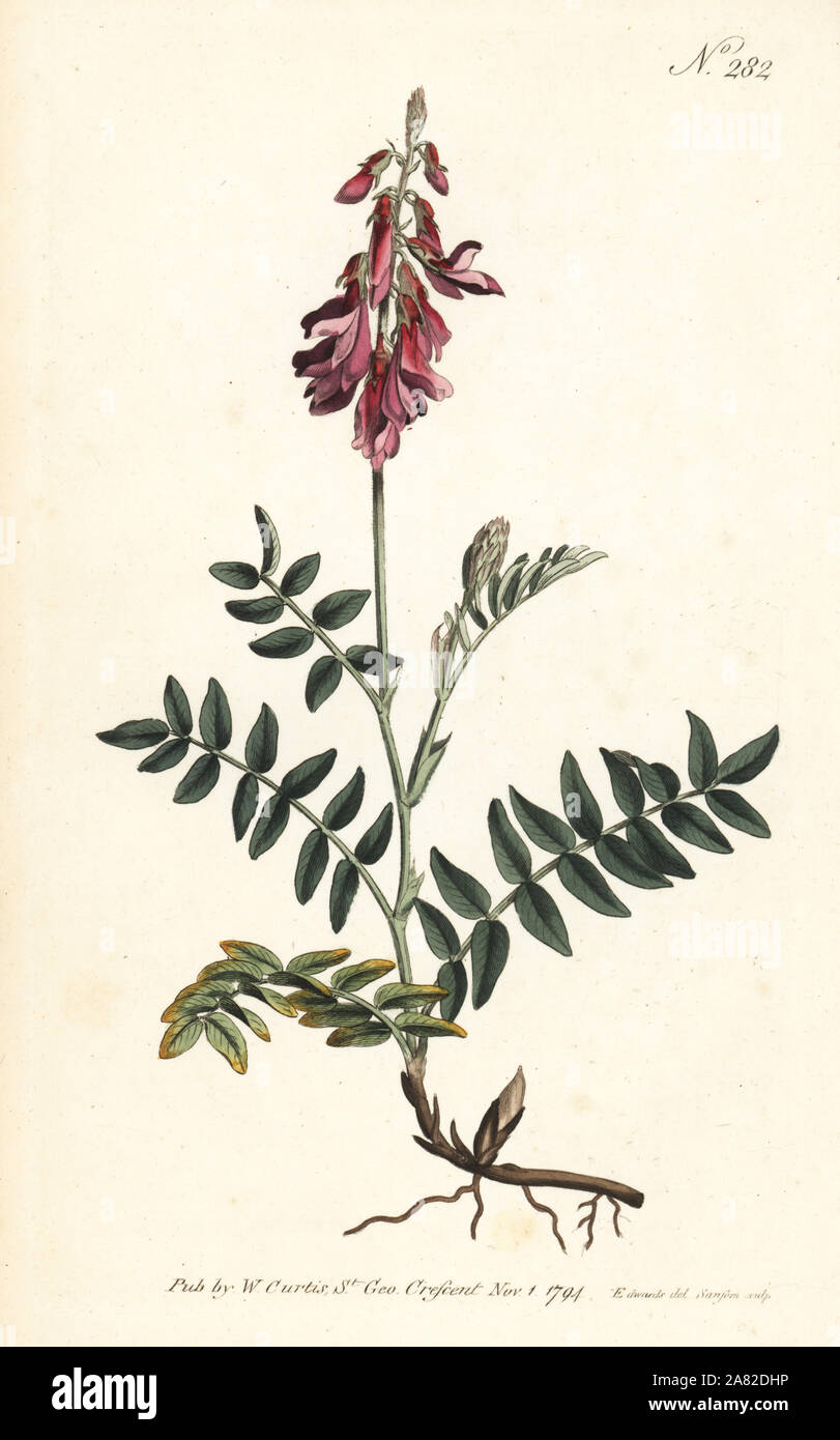 Alpine sainfoin, Hedysarum hedysaroides (Creeping rooted hedysarum, Hedysarum obscurum). Handcoloured copperplate engraving by Sansom after an illustration by Sydenham Edwards from William Curtis' Botanical Magazine, London, 1794. Stock Photo