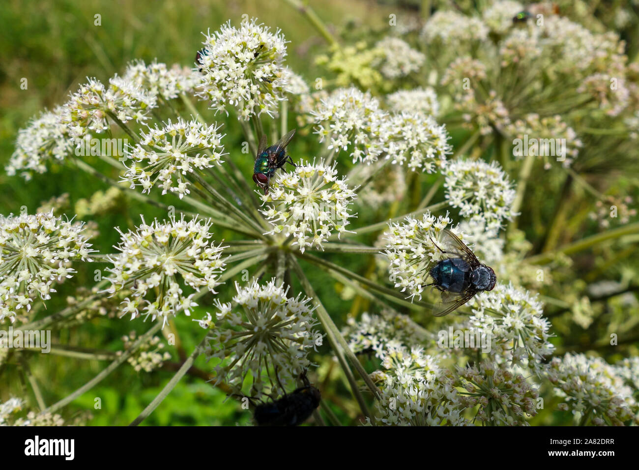 Common green bottle flies (Lucilia sericata), or greenbottles on Wild