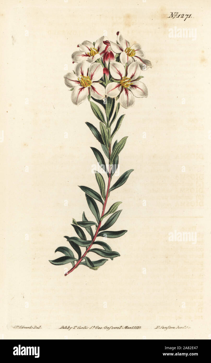 Buchu, Adenandra villosa (Umbel-flowered diosma, Diosma speciosa). Handcoloured copperplate engraving by F. Sansom Jr. after an illustration by Sydenham Edwards from William Curtis' Botanical Magazine, T. Curtis, London, 1810. Stock Photo