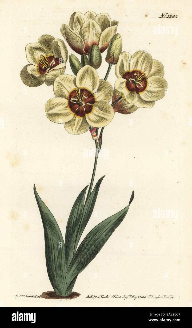 Ixia abbreviata (Cream-coloured spotted ixia, Ixia maculata v. ochroleuca). Handcoloured copperplate engraving by F. Sansom Jr. after an illustration by Sydenham Edwards from William Curtis' Botanical Magazine, T. Curtis, London, 1810. Stock Photo