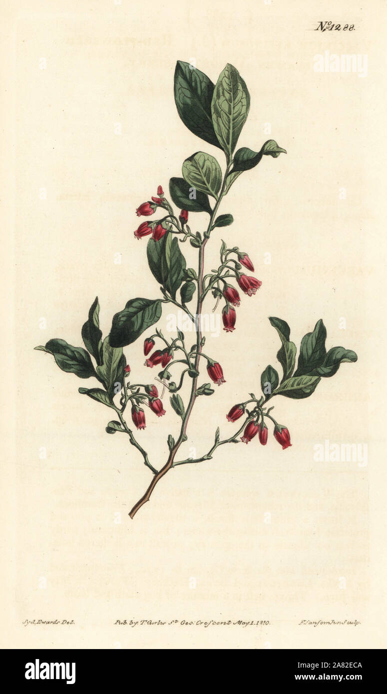 Black huckleberry, Gaylussacia baccata (Red-flowered clammy whortle-berry, Vaccinium resinosum). Handcoloured copperplate engraving by F. Sansom Jr. after an illustration by Sydenham Edwards from William Curtis' Botanical Magazine, T. Curtis, London, 1810. Stock Photo