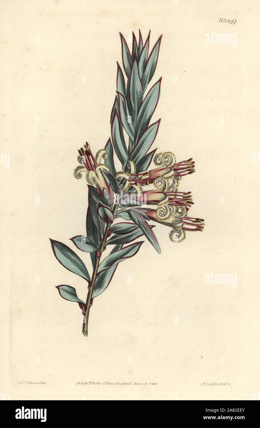 Cluster flowered styphelia, Styphelia triflora. Handcoloured copperplate engraving by F. Sansom Jr. after an illustration by Sydenham Edwards from William Curtis' Botanical Magazine, T. Curtis, London, 1810. Stock Photo