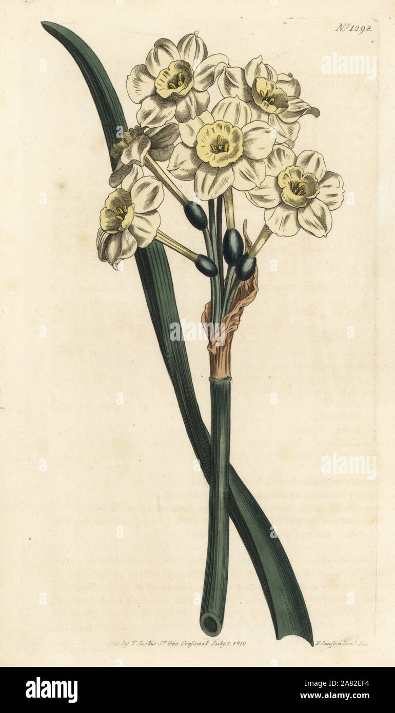 Bunch-flowered daffodil, Narcissus tazetta (Pale-cupped white garden narcissus; Narcissus orientalis). Handcoloured copperplate engraving by F. Sansom Jr. after an illustration by Sydenham Edwards from William Curtis' Botanical Magazine, T. Curtis, London, 1810. Stock Photo