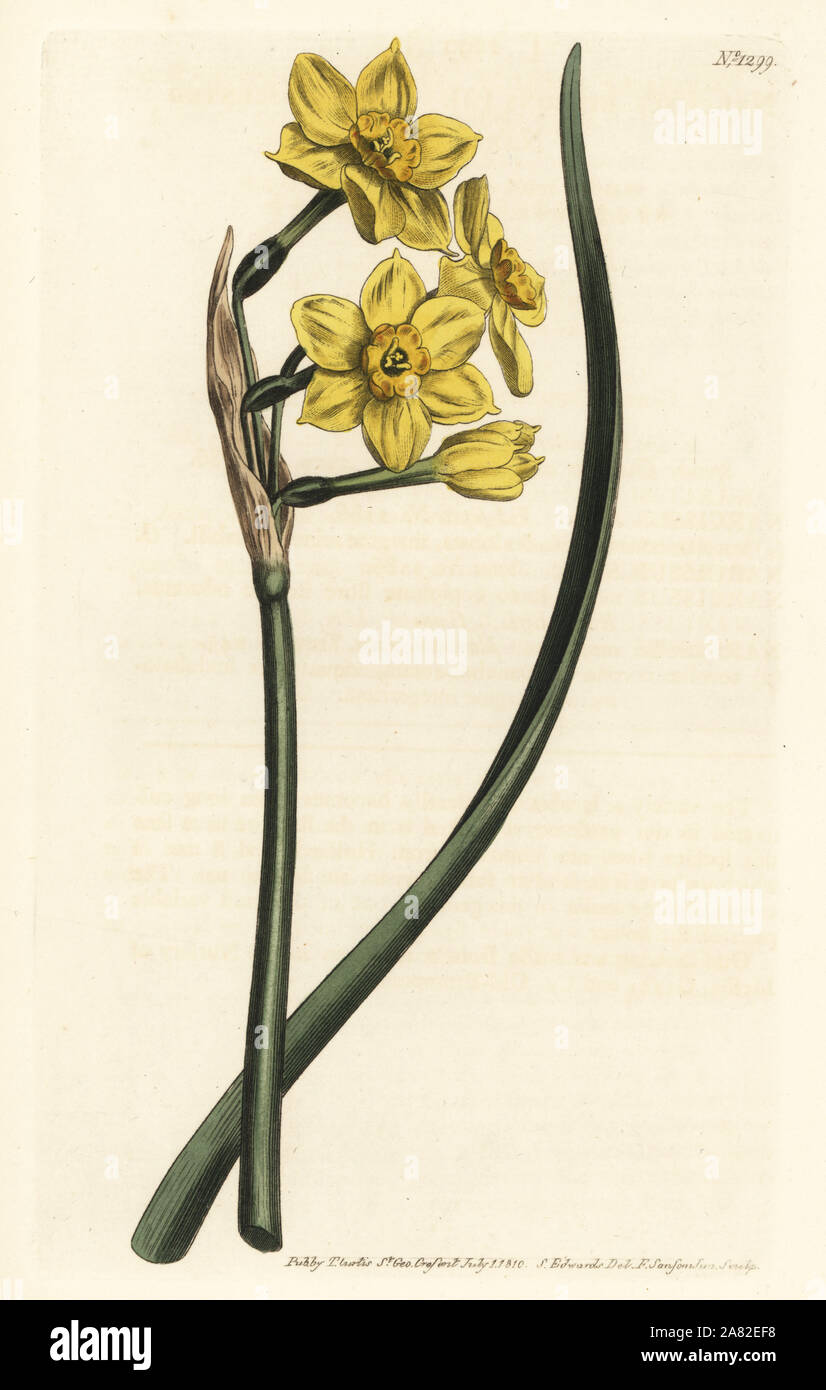 Bunch-flowered daffodil, Narcissus tazetta subsp. aureus (Jonquil-scented narcissus, Narcissus bifrons). Handcoloured copperplate engraving by F. Sansom Jr. after an illustration by Sydenham Edwards from William Curtis' Botanical Magazine, T. Curtis, London, 1810. Stock Photo