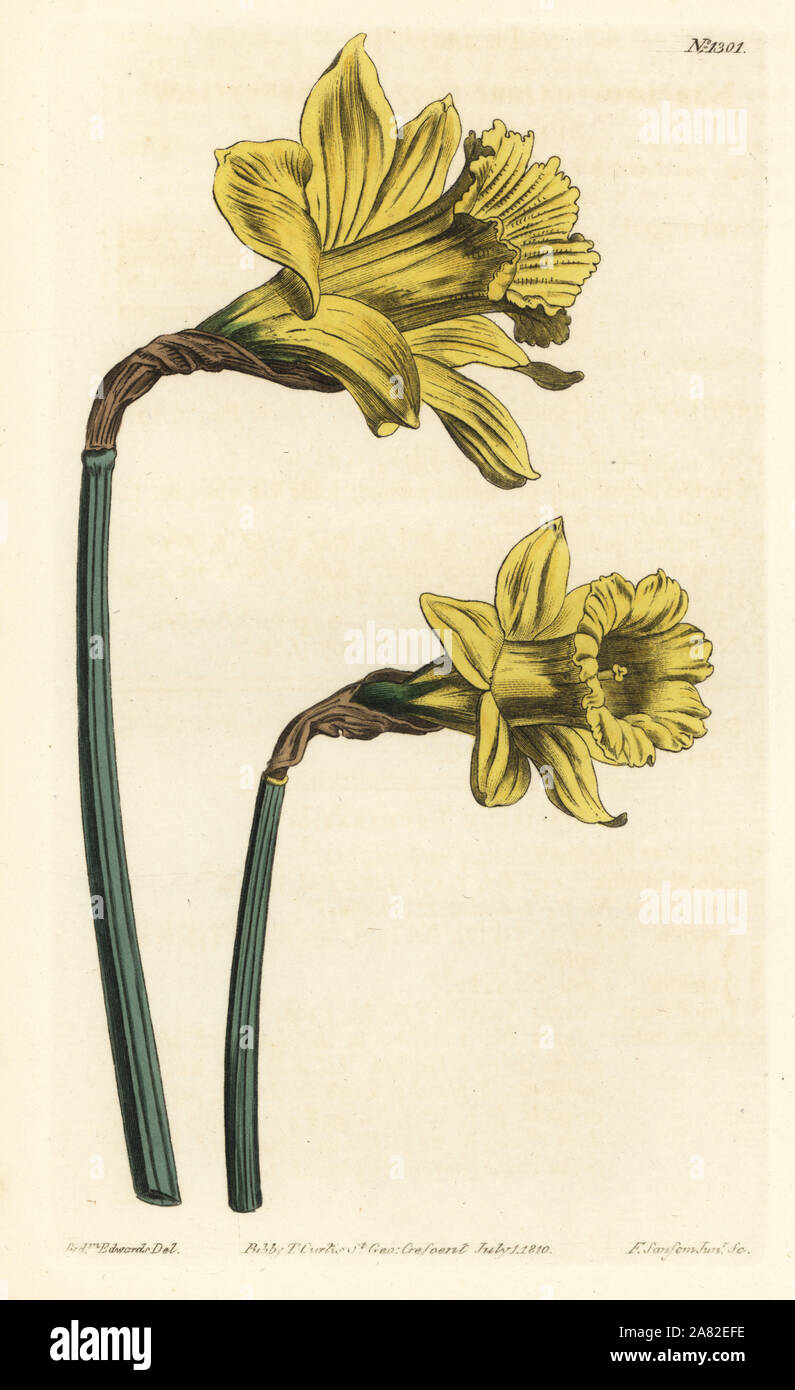 Botanical illustration daffodil hires stock photography and images Alamy