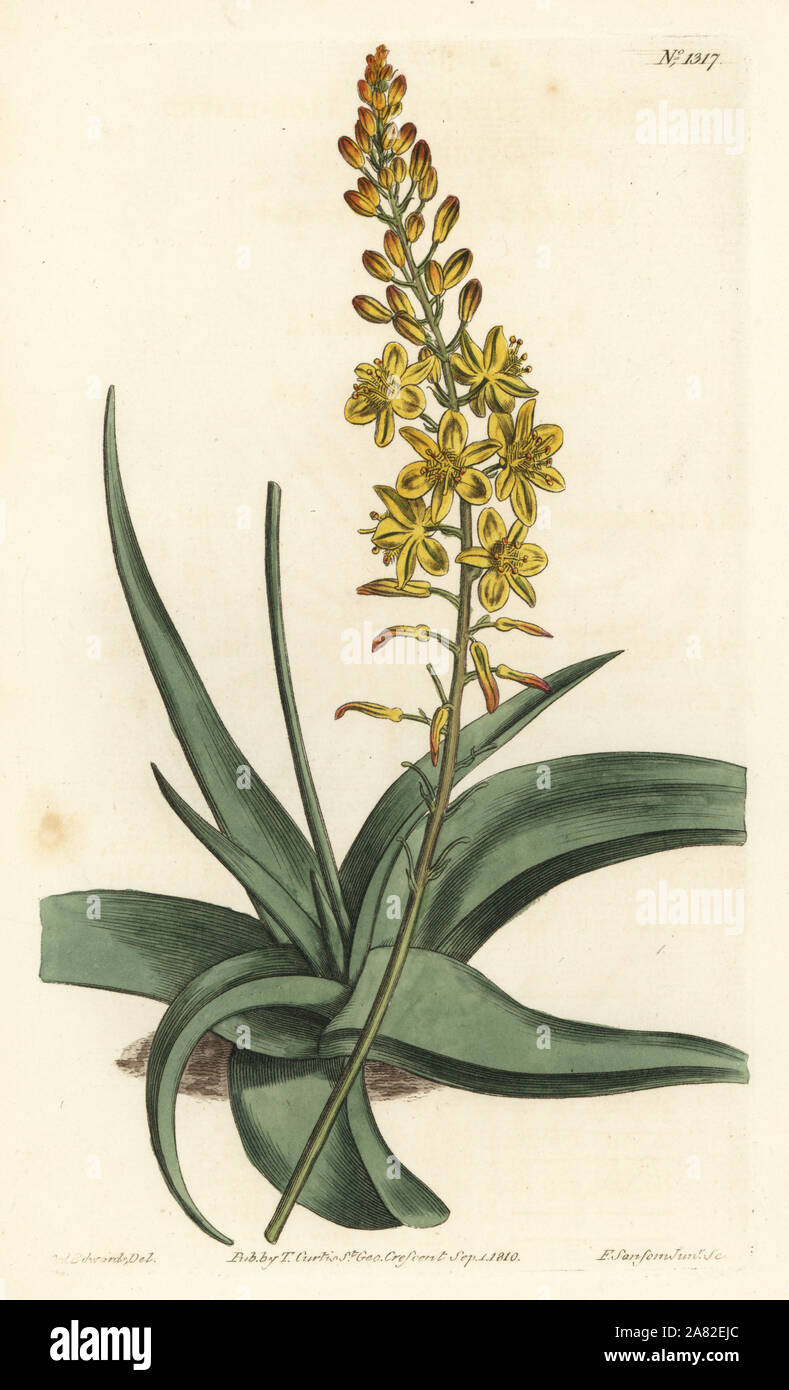 Bulbine alooides (Aloe-leaved anthericum, Anthericum alooides). Handcoloured copperplate engraving by F. Sansom Jr. after an illustration by Sydenham Edwards from William Curtis' Botanical Magazine, T. Curtis, London, 1810. Stock Photo