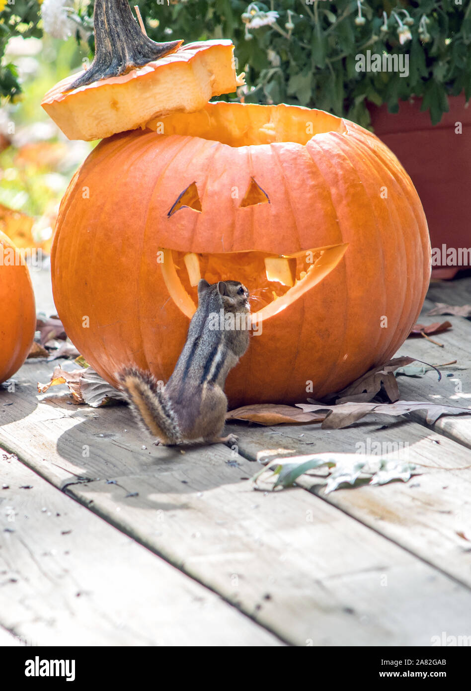 A cute little pumpkin gazes at the roomy interior of this Halloween pumpkin. he's ready to move in! Stock Photo