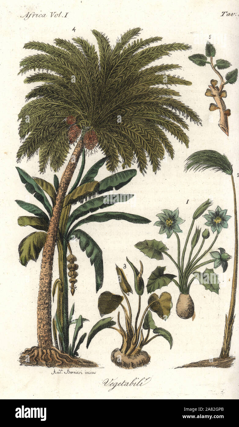 Antique Tree Illustration High Resolution Stock Photography And Images Alamy
