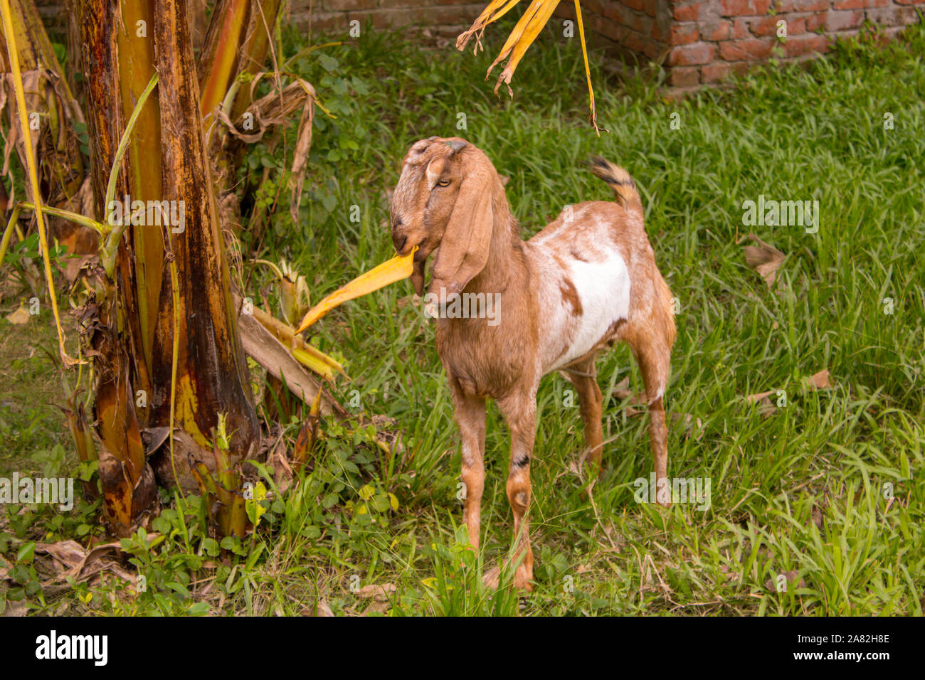 Brown goat eating banana leaf from the tree Stock Photo Alamy