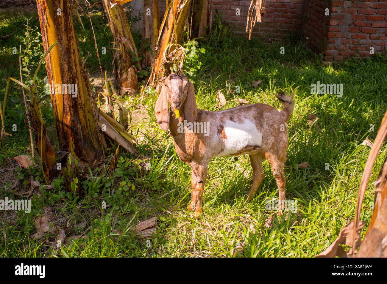 Goat eating leaf hires stock photography and images Alamy