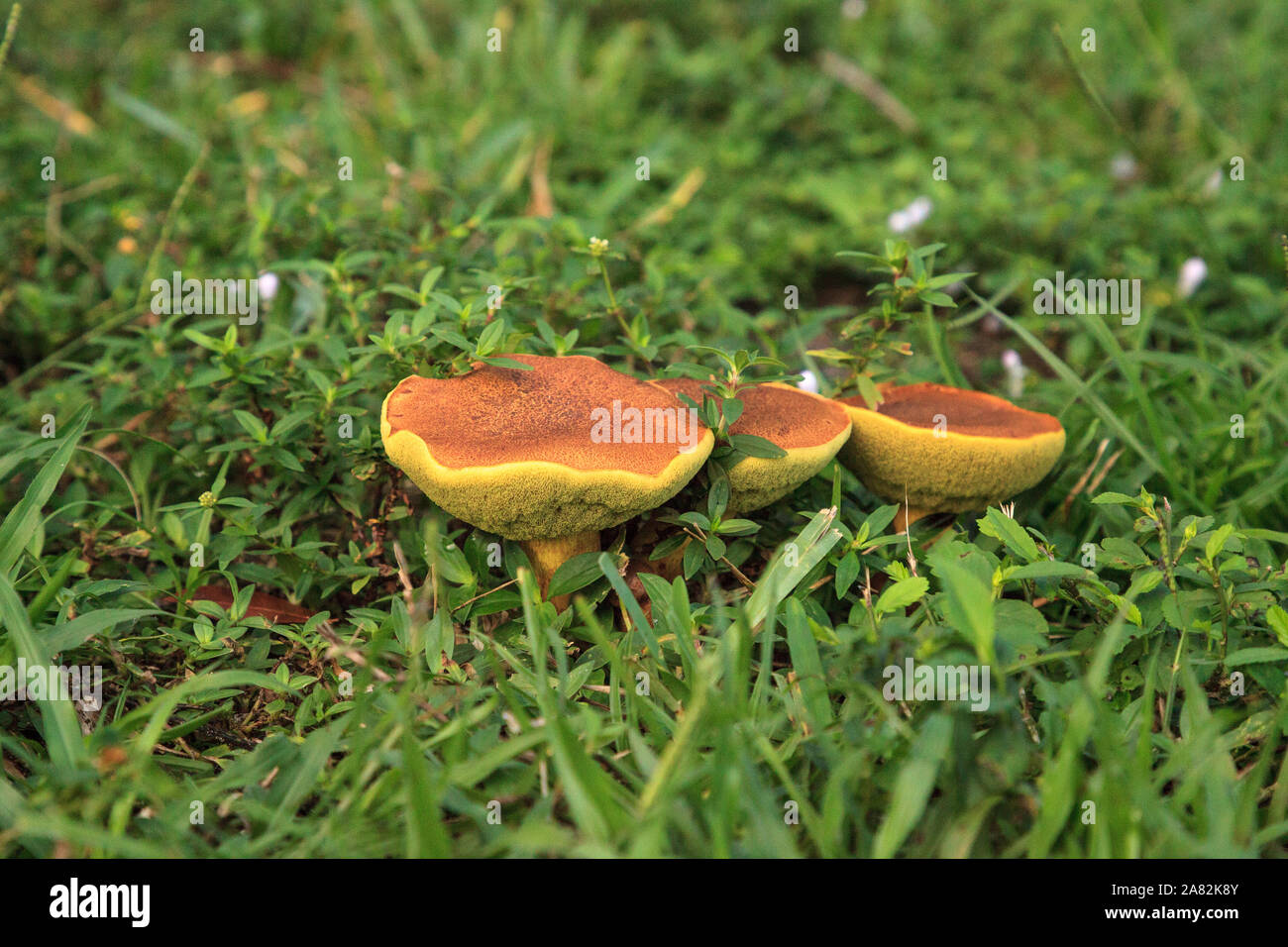 illudens mushrooms, a bolete fungus, grown in thick green