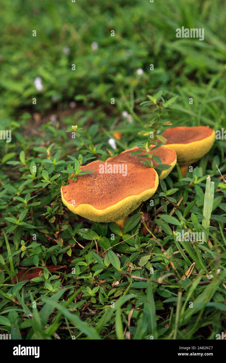 illudens mushrooms, a bolete fungus, grown in thick green